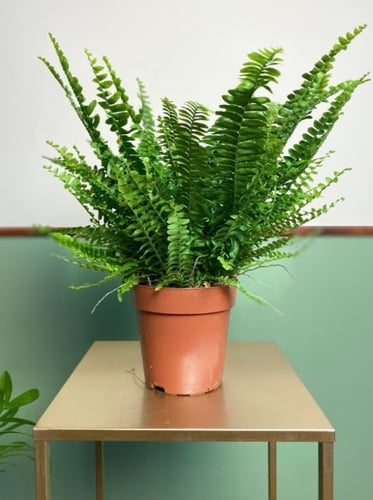 Samambaia Americana - بوسطن فيرن