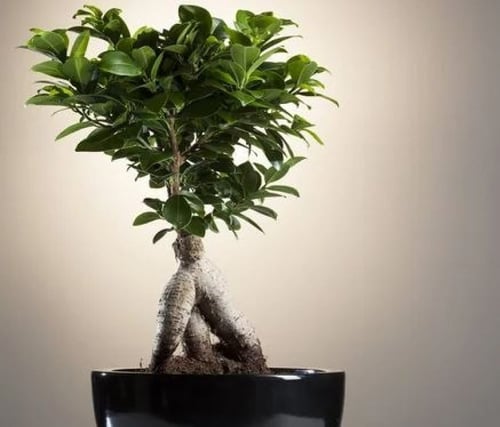 فيكس جنسنغ بونساي - Bonsai Ficus Ginseng