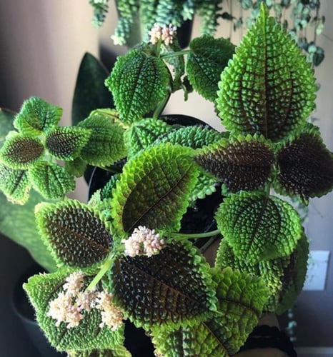 بيليا مون فالي - Pilea Moon Valley