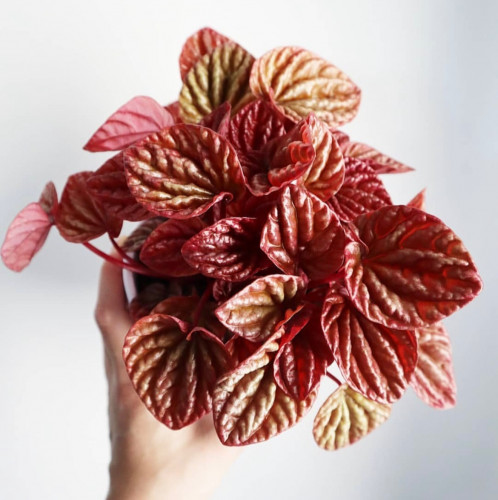 Peperomia caperata Quito - ببروميا كابيراتا كيتو