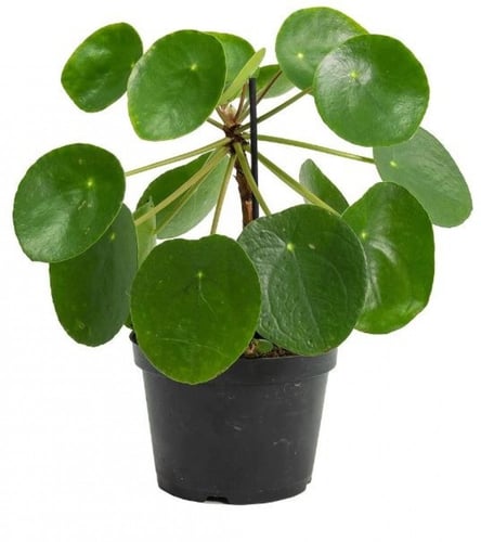 بيليا بيبيميورديس - Pilea peperomioides