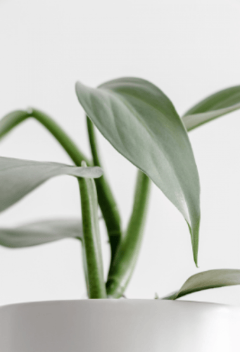 فيلوديندرون هاستاتوم "السيف الفضي" -Philodendron H...