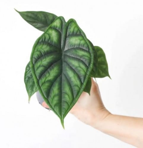 ‏Alocasia Dragon Scale - ألوكاسيا التنين الأخضر