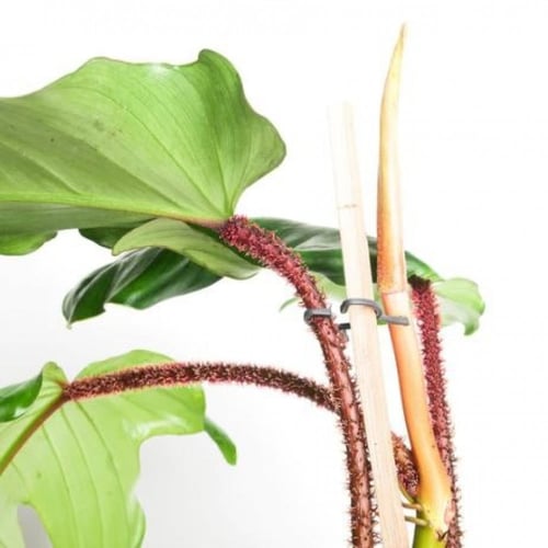 Philodendron Squamiferum - فيلوديندرون سكوامييروم
