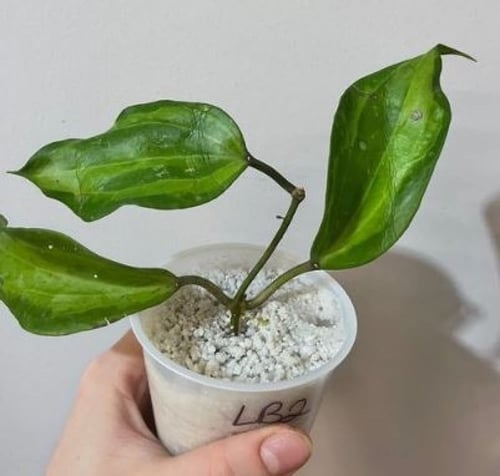 Perlite - برلايت