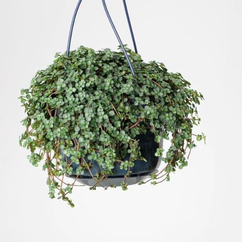 Pilea glaucophylla Greyzy - بيليا الجلوكوفيلا الرم...