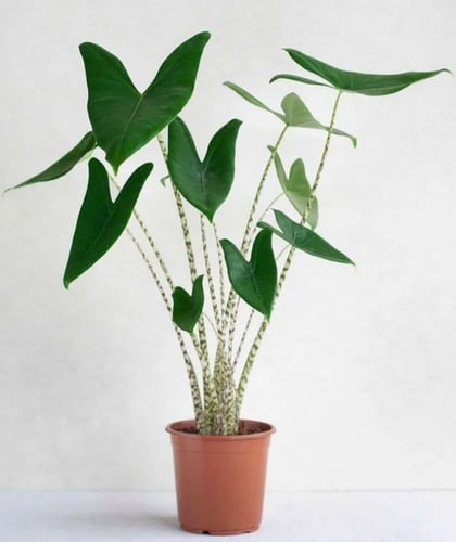 Alocasia zebrina Tiger - ألوكاسيا زيبرينا