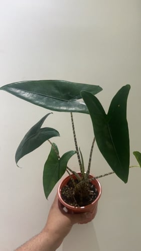 Alocasia zebrina Tiger - ألوكاسيا زيبرينا