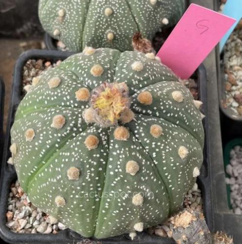 Astrophytum asterias - أستروفايتوم أستيريس