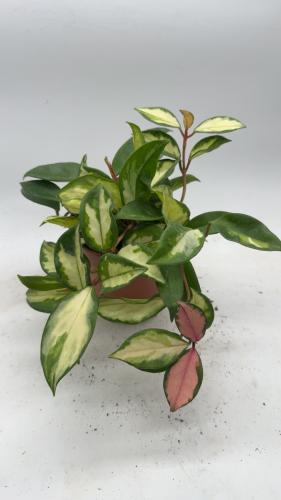 Hoya carnosa Tricolor - هويا كارنوسا ثلاثية الألوا...