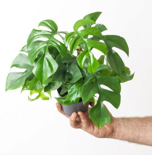 Rhaphidophor Tetrasperma - رافيدوفورا تيتراسبيرما