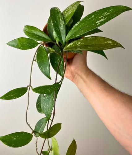 Hoya Pubicalyx -هويا بوبيكاليكس