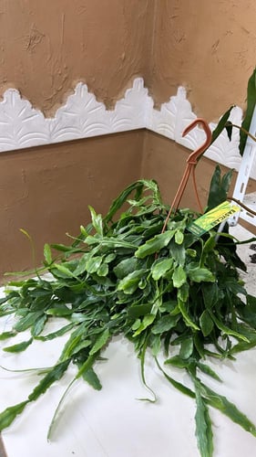 Rhipsalis crispata - ريبسلس كريسباتا