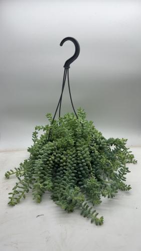 Sedum Burrito - سيدوم بوريتو