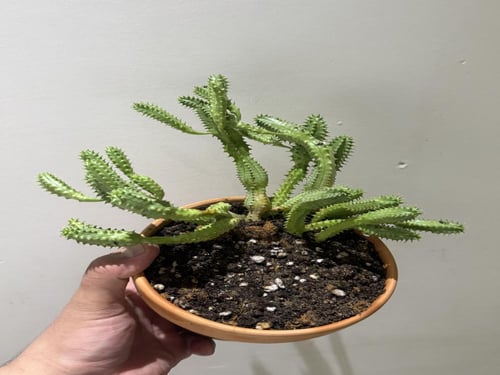 Euphorbia mammillaris – يوفوربيا ماميلاريس (Cornco...
