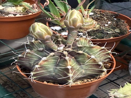 Gymnocalycium Mihanovichii Variegated - جيمنوكالسي...