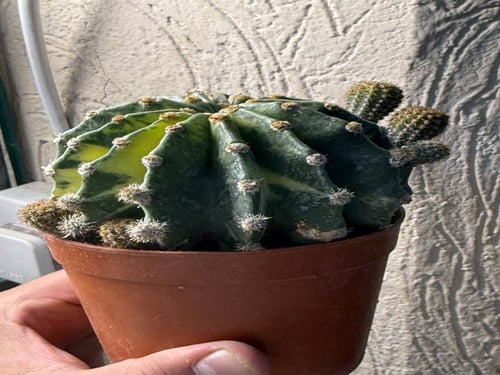 Echinopsis Eyriesii variegata – ايكنوبسيس إيريسيي...