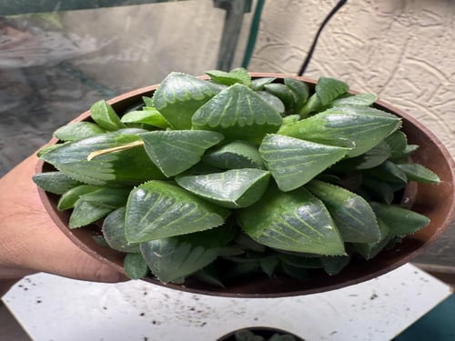 Haworthia Retusa -هاورثيا ريتوسا