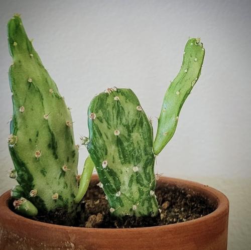 Opuntia Monacantha Variegata – أوبونشيا موناأكانثا...