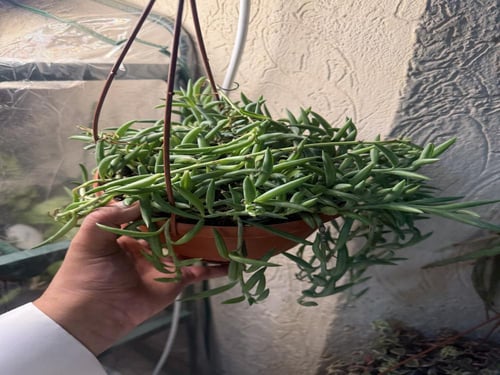 Senecio Radicans - سينيسيو راديكانس