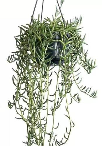 Senecio Radicans - سينيسيو راديكانس