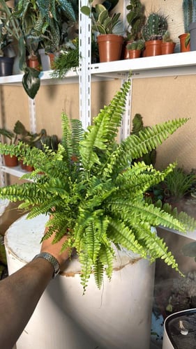 Boston Fern – سرخس بوسطن