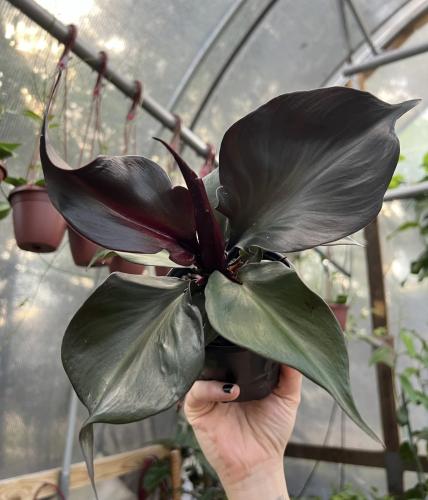 Philodendron ‘Red Heart’ – فيلوديندرون ريد هارت: