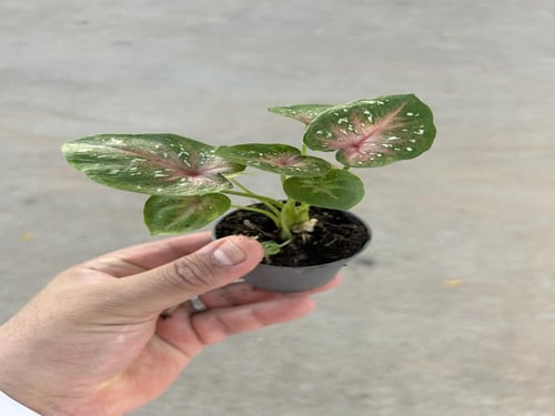 Caladium bicolor - كلاديوم بيكلور