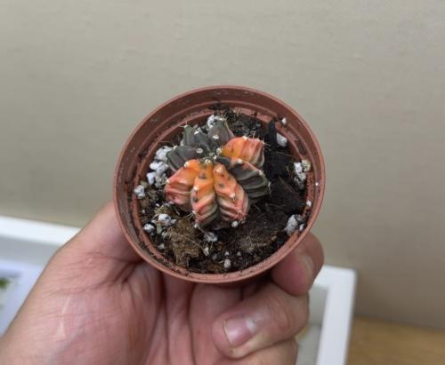 Gymnocalycium Mihanovichii Variegated