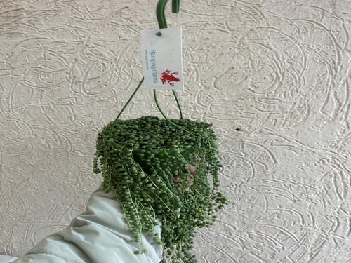 سينيسيو روليانوس - Senecio rowleyanus