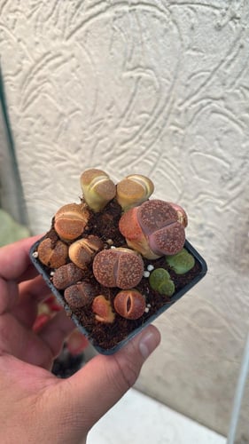 ليثوبس فولفيسيبس - Lithops fulviceps - Living Ston...