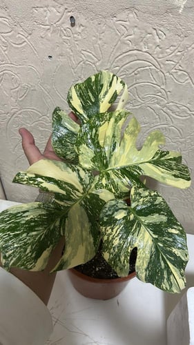 Monstera Thai Constellation Creme Brulee - مونستير...