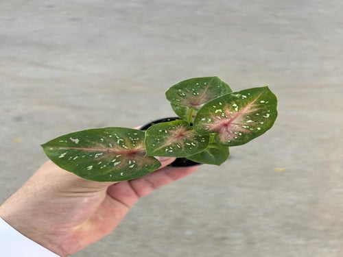 Caladium bicolor - كلاديوم بيكلور