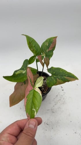 Syngonium Red Spot Tricolor- سينجونيوم ثلاثية الأل...