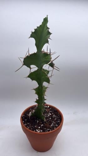 Euphorbia grandicornis – يوڤوربيا غراندكورنس