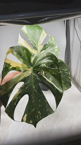 Monater Thai Constellation | High Variegation