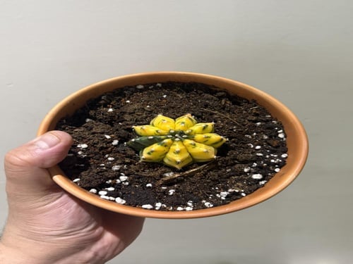 Gymnocalycium mihanovichii var. yellow