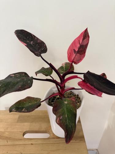 Philodendron Pink Princess - نبتة الأميرة الوردية