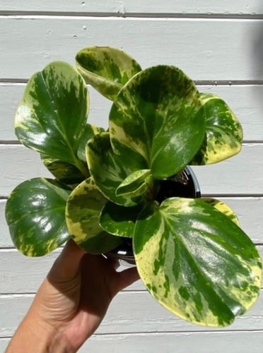 Peperomia obtusifolia Marble Queen - ببروميا ماربل...