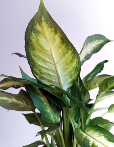 دفنباخيا كاميلا - dieffenbachia camille