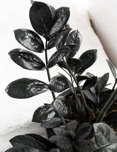 زاميا بلاك ريفن - Zamioculcas zamiifolia raven