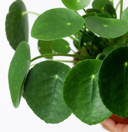 بيليا بيبيميورديس - Pilea peperomioides