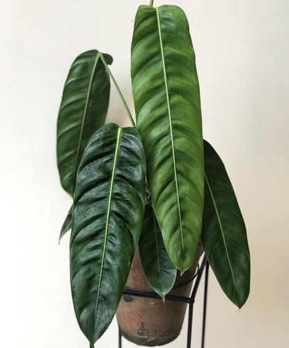 Philodendron Patriciae - فيلوديندرون باتريسيا
