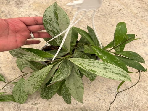 Hoya Pubicaly splash- هويا بوبيكاليكس "البقع الفضي...