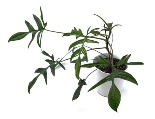 Philodendron Quercifolium - فيلوديندرون كرسيفوليوم