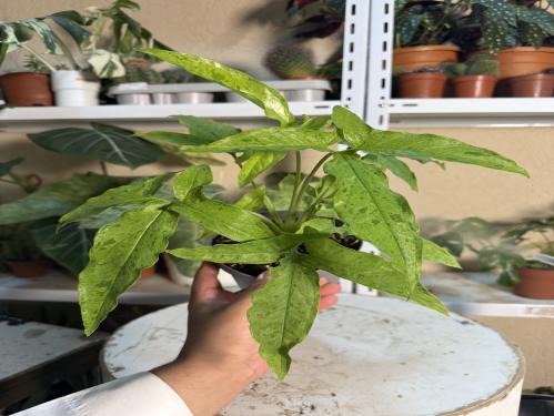 Syngonium Frog in a Blender - سينغونيوم فروغ إن آ...