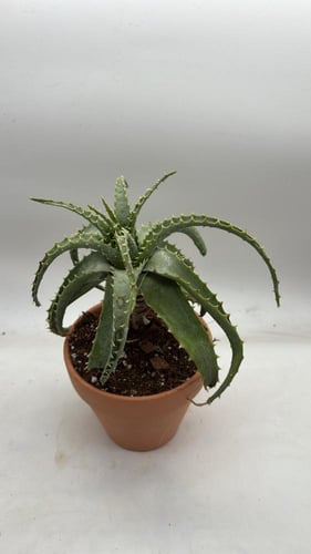 Aloe arborescens — ألوة أر بوريسنس