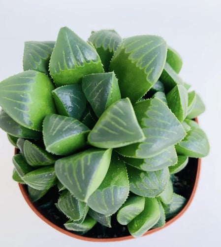 Haworthia Retusa -هاورثيا ريتوسا