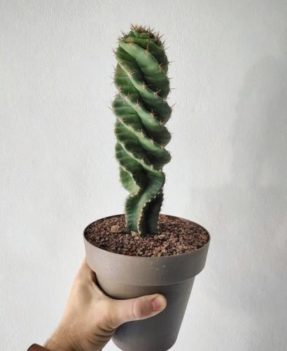 Cereus Forbesii Spiralis - سيريوس فوربيسي سبيراليس