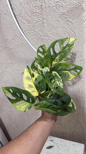 مونستيرا أدونسي ألبو فرقيتد - Monstera adansonii a...